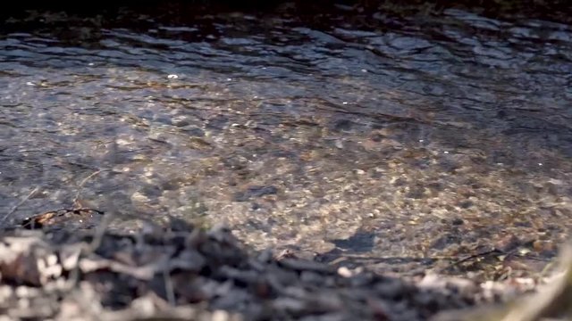 SLOW MOTION: A small clear river with autumn leaves against the sunlight. Panning video.