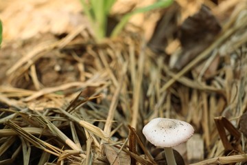 Mushroom on the straw