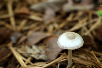 Mushroom on the straw