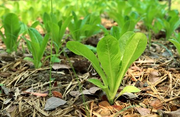 Early cabbage in farm