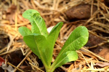 Early cabbage in farm