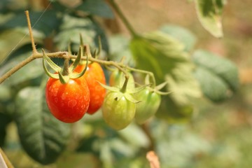 Branches of cherry tomato