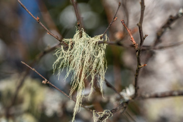 Lichen green in winter close-up. Endemic of the Caucasus Mountains, telling about the purity of the air. Lago-Naki, The Main Caucasian Ridge, Russia