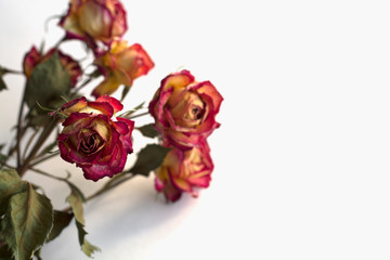 bouquet of red roses