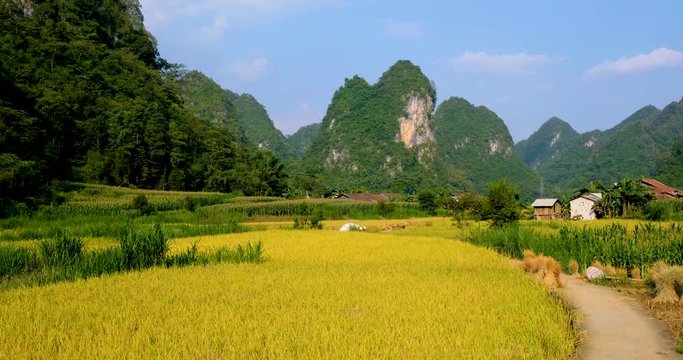 Aerial view of Vietnam landscape. Yellow rice field in village at Cao Bang, Vietnam. Royalty high-quality free stock video footage of beautiful yellow rice fields prepare harvest and village mountains