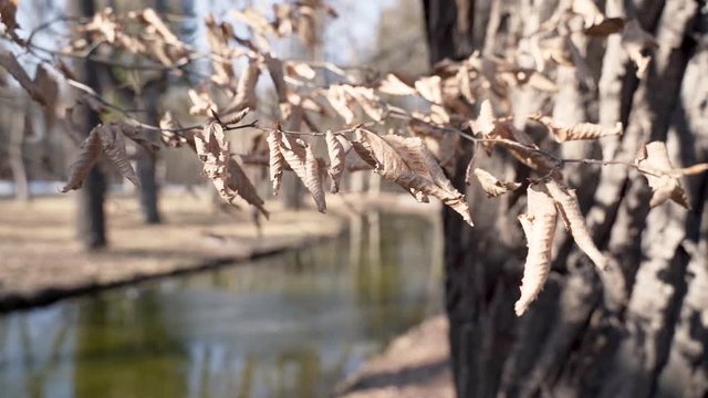 Panning of dry autumn leaves on a branch in a park - SLOW MOTION.