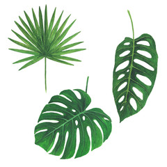 Tropical leaves watercolor illustration botany set of monstera palm 