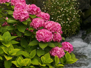 水辺のアジサイ