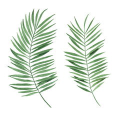 Tropical leaves watercolor illustration botany set palm