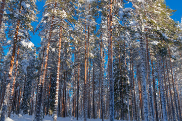 Fototapeta premium the winter in Lapland, Norrbotten, north of Sweden, frozen trees with snow