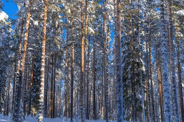the winter in Lapland, Norrbotten, north of Sweden, frozen trees with snow