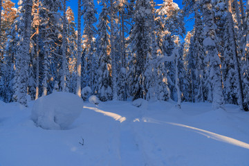 the winter in Lapland, Norrbotten, north of Sweden, frozen trees with snow