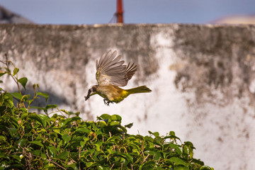 yellow vented bulbul birds rotate in watching the nest and feeding with insects two newborn squab,...