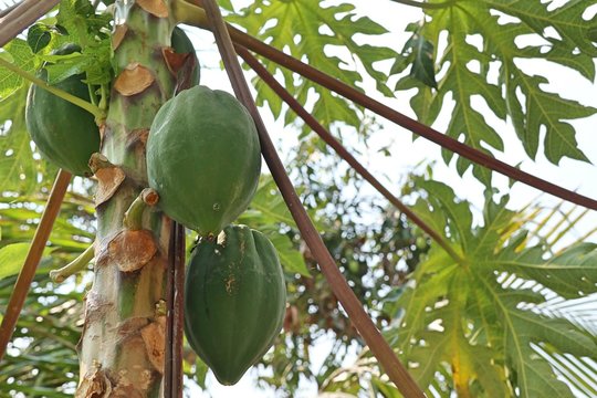 Papaya tree in nature