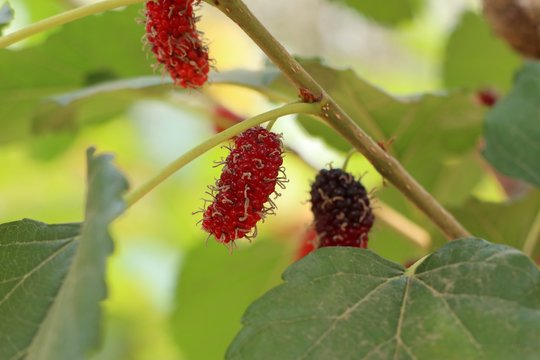 mulberry on the branch
