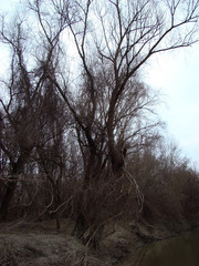 Meadow vegetation in March on the islands of the Danube River (here Trămşani Island)