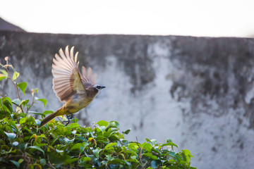 yellow vented bulbul birds rotate in watching the nest and feeding with insects two newborn squab,...