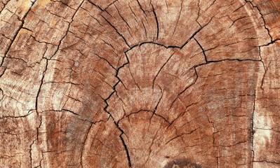 Old timber stump tree
