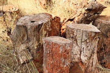 Termites on the tree