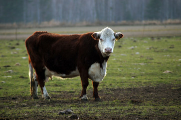 Bauerhof Glückliche Kuh auf der Weide