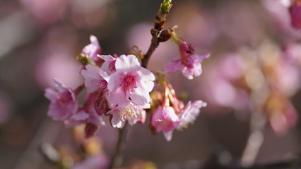 Sakura(Cherry blossom), Shimoda, Izu Peninsula, Shizuoka, Japna
