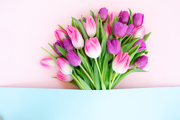 Pink fresh tulips