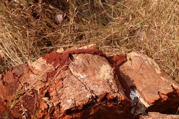 Termites on the tree
