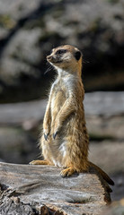 Slender-tailed meerkat. Latin name - Suricata suricatta	
