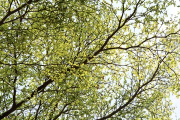 Obraz premium Green leaves on the sky