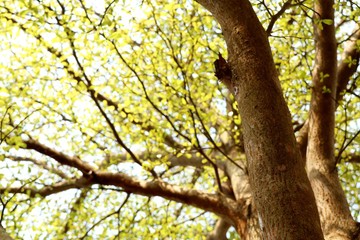 Green leaves on the sky