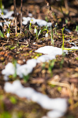 snow pathway on the meadow and snowdrops