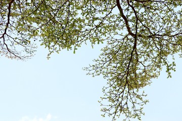 Green leaves on the sky