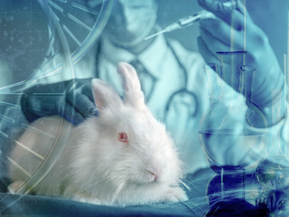 white rabbit and researcher with syringe on hand in concept of using animal for experiment