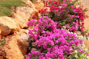 bougainvillea flowers in tropical