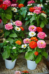 colorful flowers in flower pots