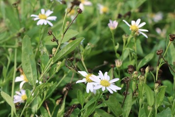 Daisy flower in tropical