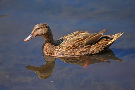 Wild duck female (Anas platyrhynchos)