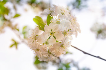 Blooming apple tree in spring time in the garden