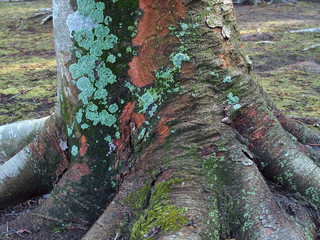 古木の欅の根元