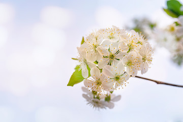Blooming apple tree in spring time