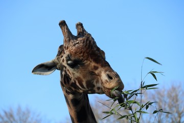 Girafe