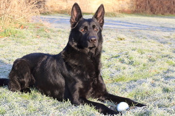 An adult young big black dog (German Shepherd) lies on green grass with snow and rime in the garden or park at sunny day and keeps (guards) a toy ball.
