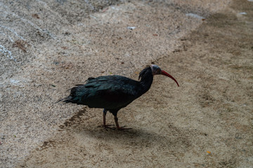 northern bald ibis