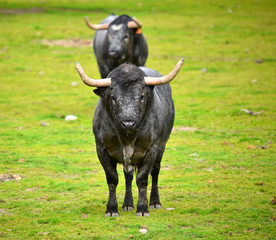 toro en el campo