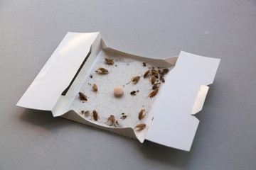 Cockroaches at home in an insect sticky trap
