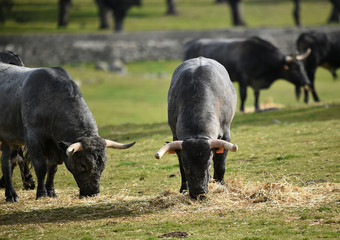 toro en el campo
