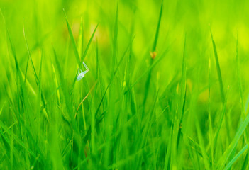 Closeup of fresh green grass with selective focus.