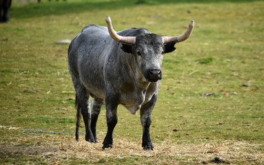 toro en el campo
