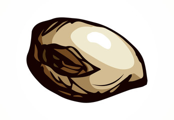 Cocoa Fruits. Vector drawing