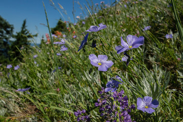 Flax (Linum perenne) and Scarlet gilia (Ipomopis aggregata).